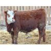 Image 7 : 6S Family Farm - 690# Heifers - 60 Head (Gem, AB)