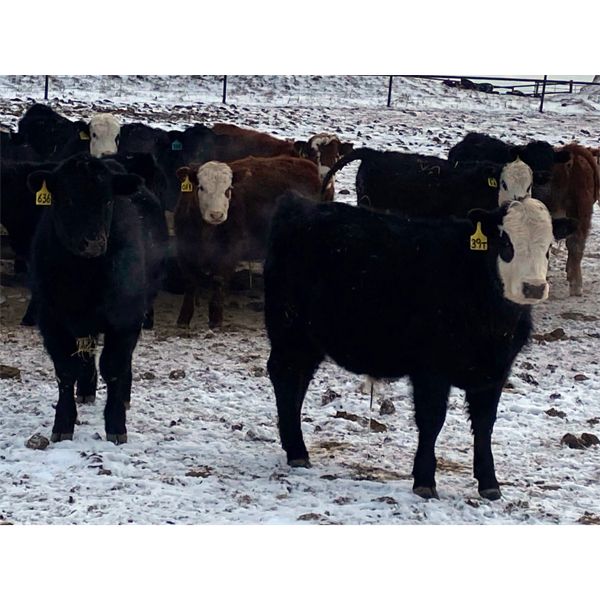 Larry Jones - 710# Steers - 127 Head (Balzac, AB)
