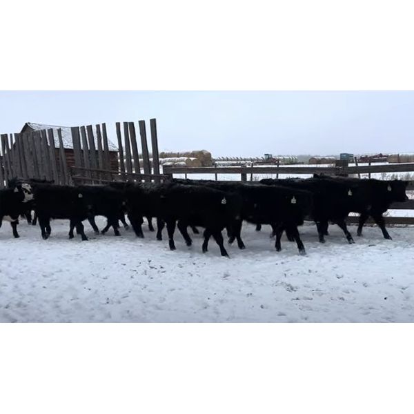 Devon, Gail & Jeremy Boulding - 635# Heifers - 100 Head (Big Valley, AB)