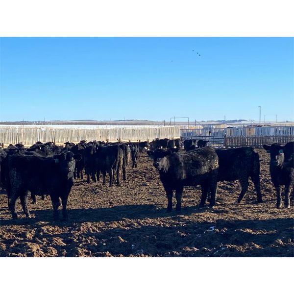 DK Livestock - 860# Heifers - 505 Head (High River, AB)