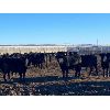 Image 1 : DK Livestock - 860# Heifers - 505 Head (High River, AB)