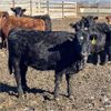 Image 10 : Parkland Colony Farming - 890# Heifers - 111 Head (Parkland, AB)