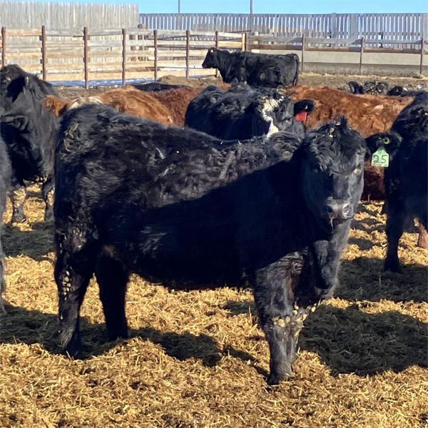 Parkland Colony Farming - 890# Heifers - 111 Head (Parkland, AB)