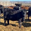 Image 1 : Parkland Colony Farming - 890# Heifers - 111 Head (Parkland, AB)