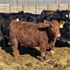 Image 2 : Parkland Colony Farming - 890# Heifers - 111 Head (Parkland, AB)