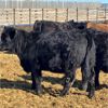 Image 3 : Parkland Colony Farming - 890# Heifers - 111 Head (Parkland, AB)
