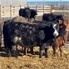 Image 4 : Parkland Colony Farming - 890# Heifers - 111 Head (Parkland, AB)