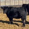 Image 5 : Parkland Colony Farming - 890# Heifers - 111 Head (Parkland, AB)