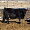 Image 6 : Parkland Colony Farming - 890# Heifers - 111 Head (Parkland, AB)