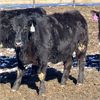 Image 7 : Parkland Colony Farming - 890# Heifers - 111 Head (Parkland, AB)