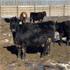 Image 9 : Parkland Colony Farming - 890# Heifers - 111 Head (Parkland, AB)