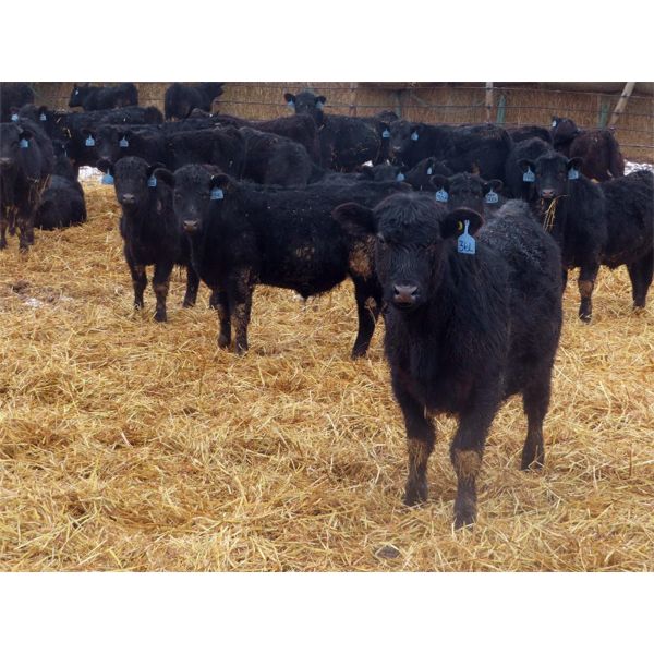 D & N Livestock - 660# Steers - 190 Head (Peebles, SK) VBP+