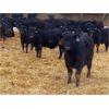 Image 1 : D & N Livestock - 660# Steers - 190 Head (Peebles, SK) VBP+