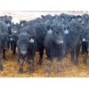 Image 2 : D & N Livestock - 660# Steers - 190 Head (Peebles, SK) VBP+