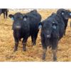 Image 3 : D & N Livestock - 660# Steers - 190 Head (Peebles, SK) VBP+