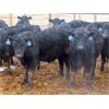 Image 4 : D & N Livestock - 660# Steers - 190 Head (Peebles, SK) VBP+