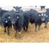 Image 6 : D & N Livestock - 660# Steers - 190 Head (Peebles, SK) VBP+