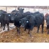 Image 7 : D & N Livestock - 660# Steers - 190 Head (Peebles, SK) VBP+