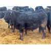 Image 8 : D & N Livestock - 660# Steers - 190 Head (Peebles, SK) VBP+