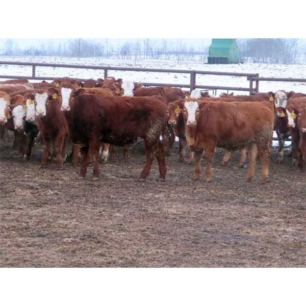 Kevin Lang - 760# Heifers - 120 Head (Waldron, SK)