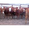 Image 2 : Kevin Lang - 760# Heifers - 120 Head (Waldron, SK)