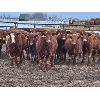 Image 3 : Kevin Lang - 760# Heifers - 120 Head (Waldron, SK)