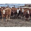 Image 6 : Kevin Lang - 760# Heifers - 120 Head (Waldron, SK)
