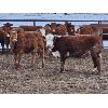 Image 7 : Kevin Lang - 760# Heifers - 120 Head (Waldron, SK)