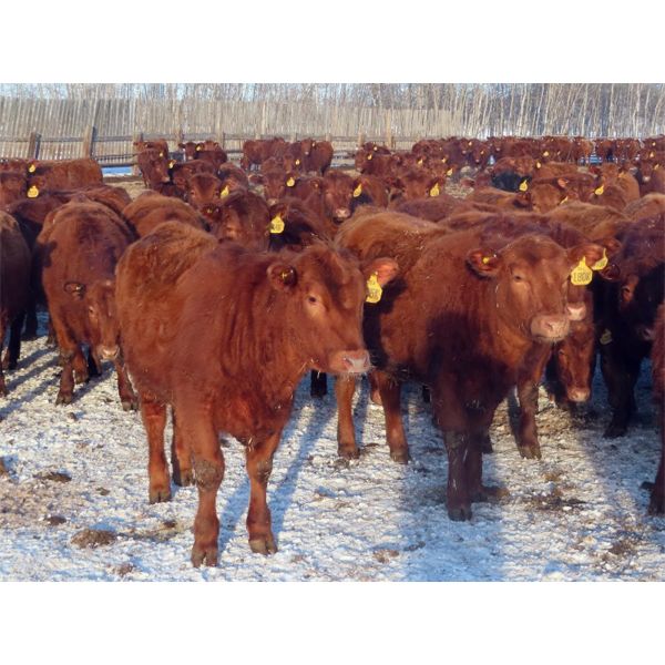 Breault Ranching Ltd. - 850# Yearling Heifers - 222 Head (Ste. Rose, MB) VBP+