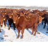 Image 2 : Breault Ranching Ltd. - 850# Yearling Heifers - 222 Head (Ste. Rose, MB) VBP+