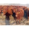 Image 3 : Breault Ranching Ltd. - 850# Yearling Heifers - 222 Head (Ste. Rose, MB) VBP+