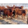Image 4 : Breault Ranching Ltd. - 850# Yearling Heifers - 222 Head (Ste. Rose, MB) VBP+