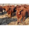 Image 5 : Breault Ranching Ltd. - 850# Yearling Heifers - 222 Head (Ste. Rose, MB) VBP+