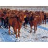 Image 6 : Breault Ranching Ltd. - 850# Yearling Heifers - 222 Head (Ste. Rose, MB) VBP+