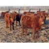 Image 8 : Breault Ranching Ltd. - 850# Yearling Heifers - 222 Head (Ste. Rose, MB) VBP+