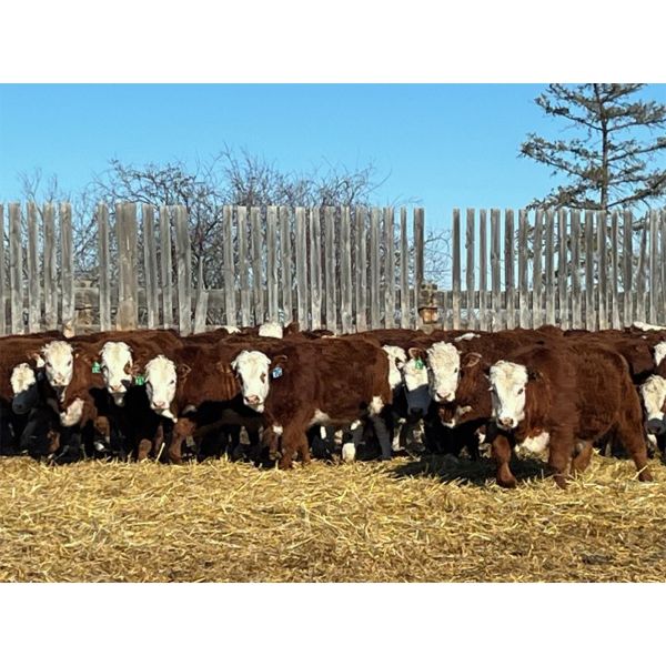 Crooked Creek Ranch - 760# Steers - 80 Head (Lloydminster, AB)