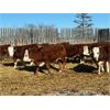 Image 4 : Crooked Creek Ranch - 760# Steers - 80 Head (Lloydminster, AB)