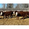 Image 5 : Crooked Creek Ranch - 760# Steers - 80 Head (Lloydminster, AB)