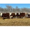 Image 6 : Crooked Creek Ranch - 760# Steers - 80 Head (Lloydminster, AB)