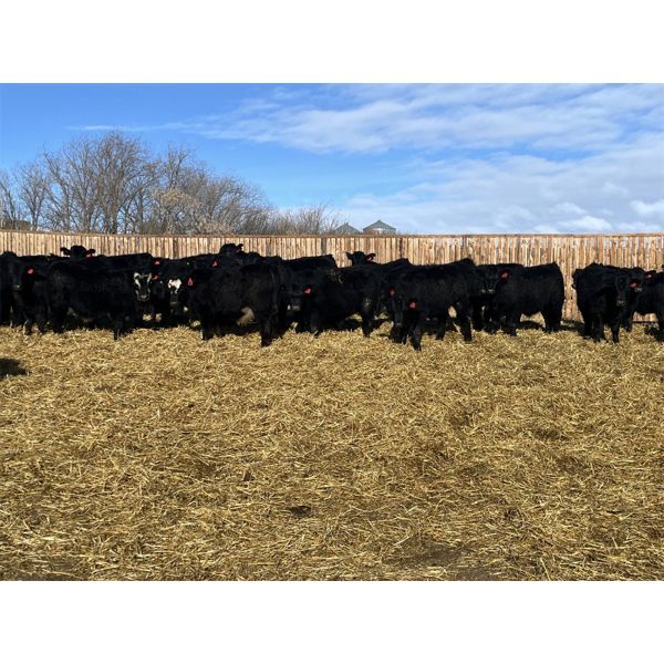 Babcock Livestock - 733# Steers - 120 Head (Consort, AB)