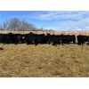 Image 1 : Babcock Livestock - 733# Steers - 120 Head (Consort, AB)
