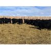 Image 2 : Babcock Livestock - 733# Steers - 120 Head (Consort, AB)