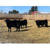 Image 4 : Babcock Livestock - 733# Steers - 120 Head (Consort, AB)