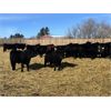 Image 5 : Babcock Livestock - 733# Steers - 120 Head (Consort, AB)