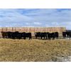 Image 6 : Babcock Livestock - 733# Steers - 120 Head (Consort, AB)