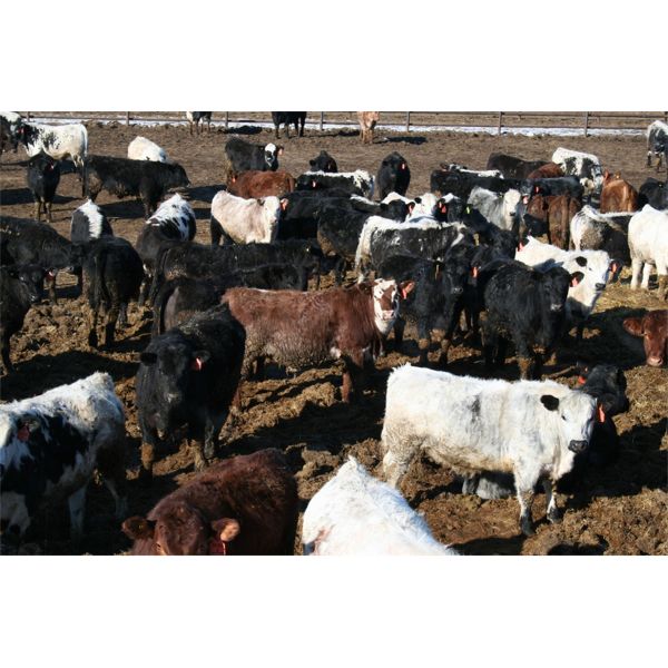 Glen Stronks - 860# Steers - 250 Head (Iron Springs, AB)