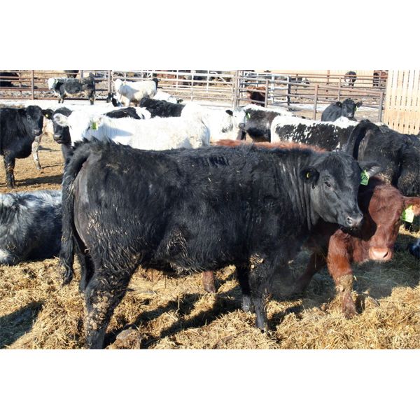 Glen Stronks 810 Heifers 110 Head (Iron Springs, AB) Team