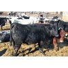 Image 1 : Glen Stronks - 810# Heifers - 110 Head (Iron Springs, AB)