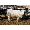 Image 2 : Glen Stronks - 810# Heifers - 110 Head (Iron Springs, AB)