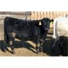 Image 3 : Glen Stronks - 810# Heifers - 110 Head (Iron Springs, AB)